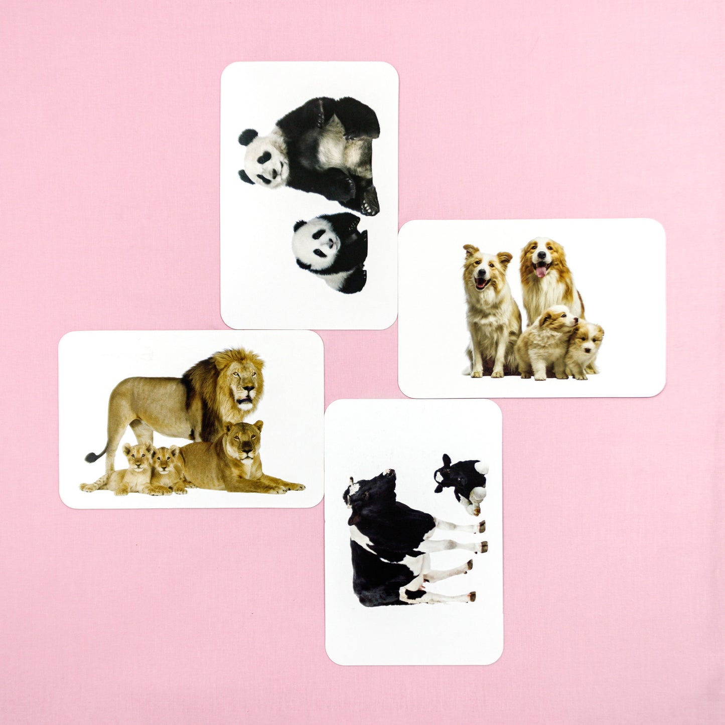 Animals & Their Babies Flash Cards