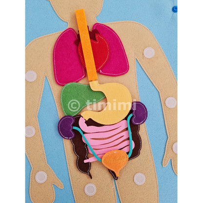 Inside My Body – Montessori-Inspired Human Anatomy Playset