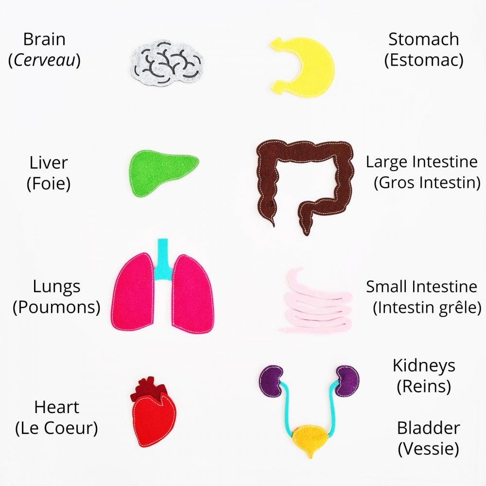 Inside My Body – Montessori-Inspired Human Anatomy Playset